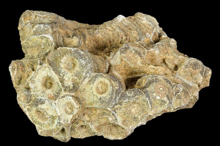Rough Fossil Coral (Actinocyathus) Head - Morocco #105723